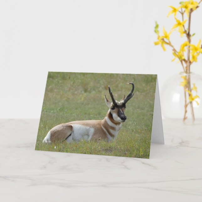 Majestic Male Pronghorn, Custer, SD - Kort (Gul blomma)