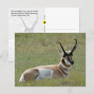 Majestic Male Pronghorn, Custer, SD - Vykort