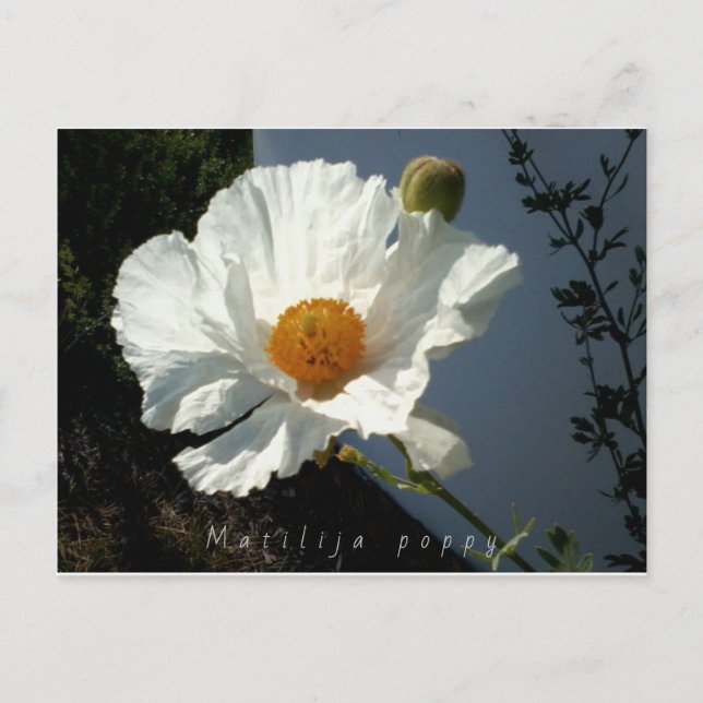 Majestic Matilija Poppy Postcard Vykort (Framsida)
