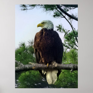 Majestic Mature Örn Perched i Träd Poster
