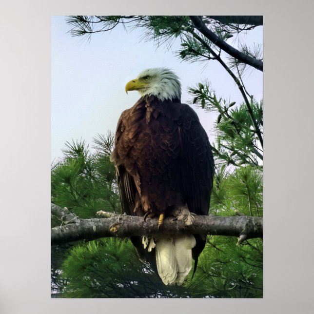 Majestic Mature Örn Perched i Träd Poster (Framsidan)