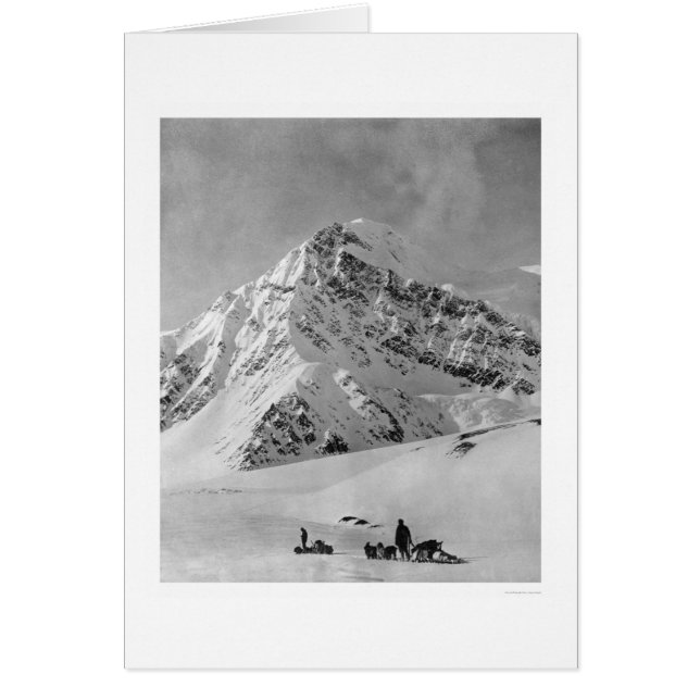 Majestic Mt. McKinley 1908 Hälsningskort (Framsidan)