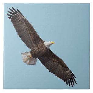 Majestic Örn Kakelplatta