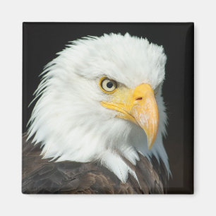Majestic Örn Porträtt Magnet