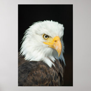 Majestic Örn Porträtt Poster