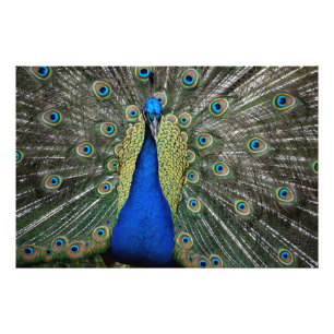 Majestic Peacock Fototryck
