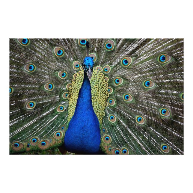Majestic Peacock Fototryck (Framsidan)