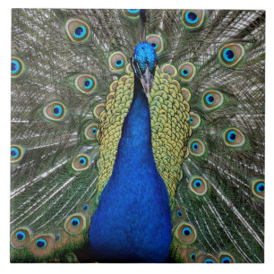 Majestic Peacock Kakelplatta