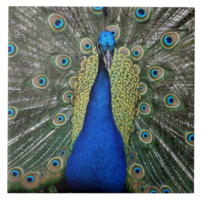 Majestic Peacock Kakelplatta (Framsidan)