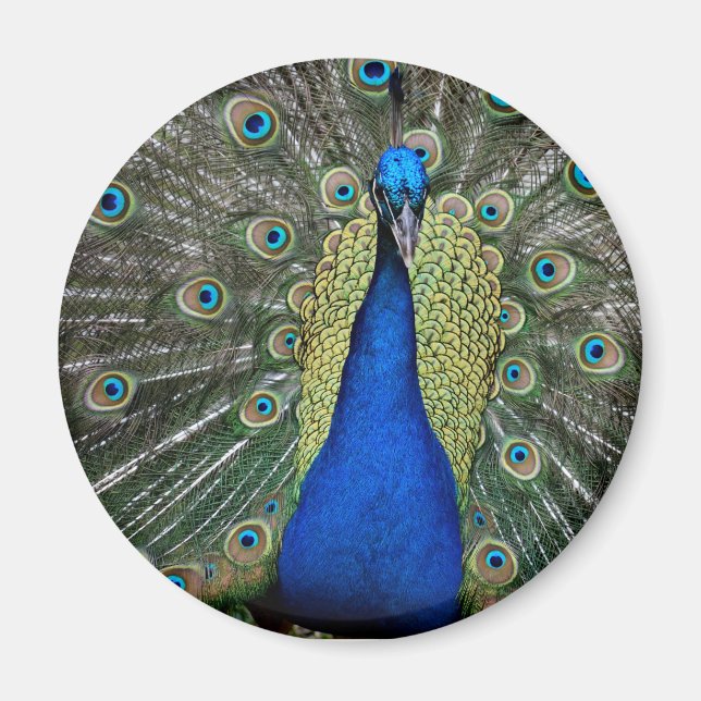Majestic Peacock Magnet (Framsidan)