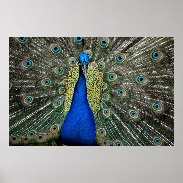 Majestic Peacock  Poster (Framsidan)