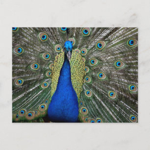 Majestic Peacock Vykort