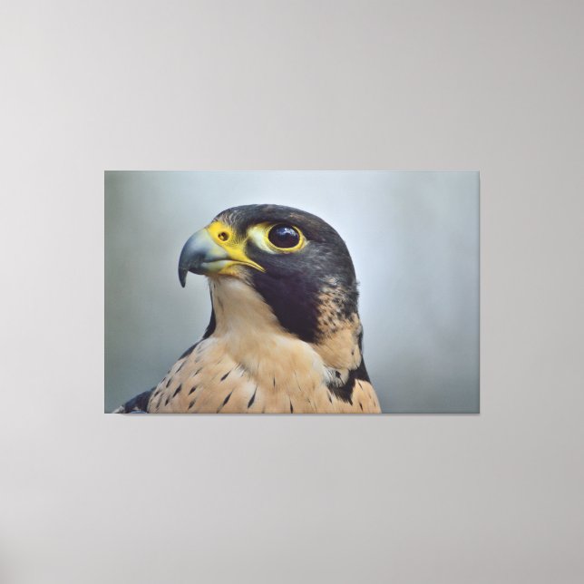 Majestic Peregrine falcon Canvastryck (Framsida)