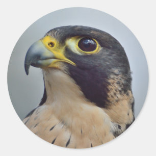Majestic Peregrine falcon Runt Klistermärke
