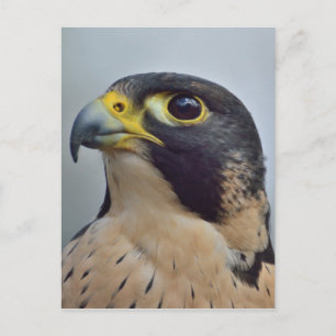 Majestic Peregrine falcon Vykort