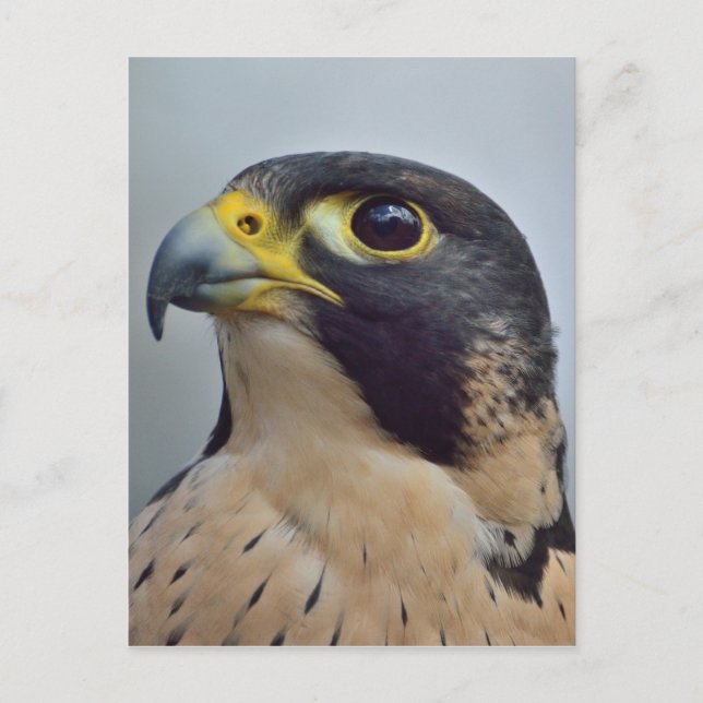Majestic Peregrine falcon Vykort (Framsida)