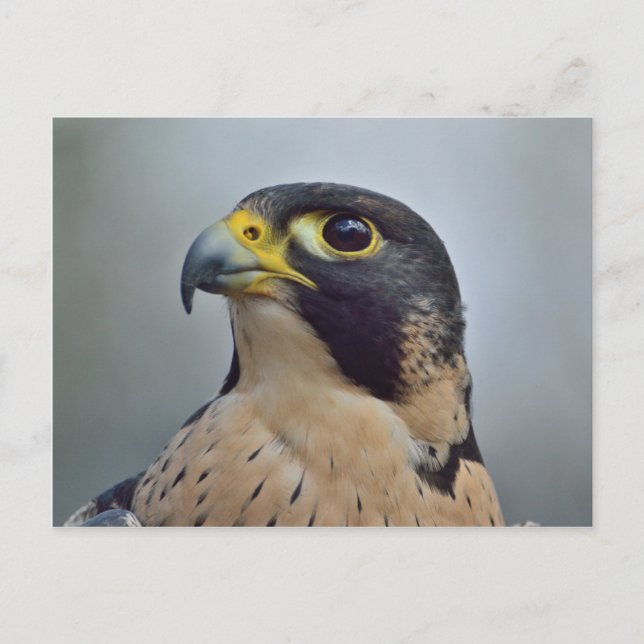 Majestic Peregrine falcon Vykort (Framsida)
