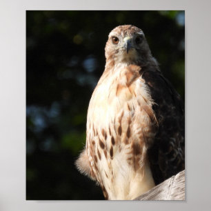 Majestic Red Svan Hawk Stare Down Poster