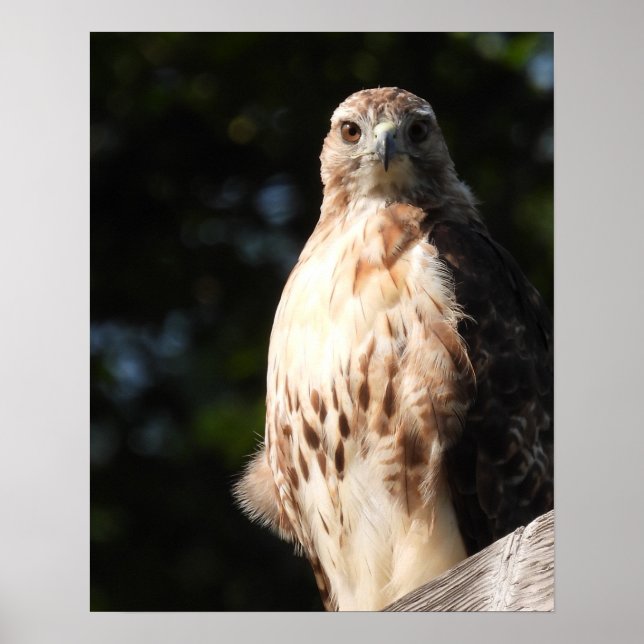 Majestic Red Svan Hawk Stare Down Poster (Framsidan)