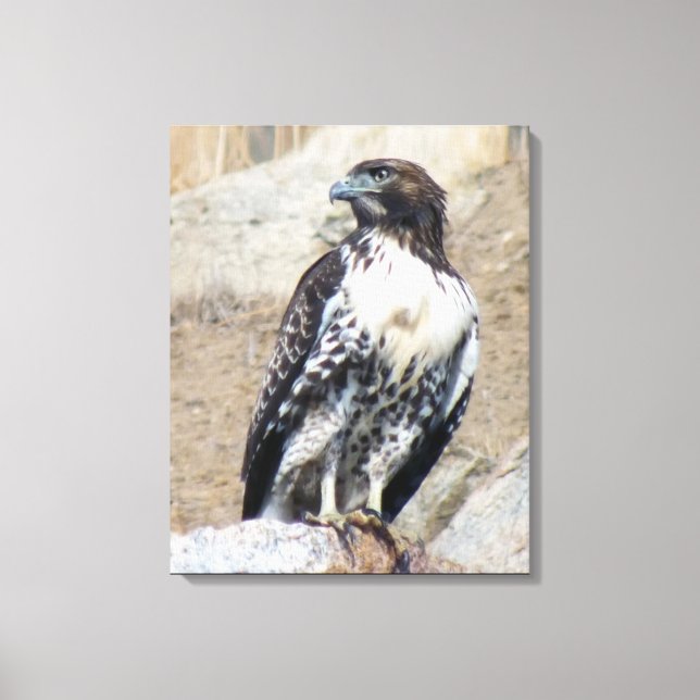 Majestic Red-tailed Hawk Wrapped Canvas (Framsida)