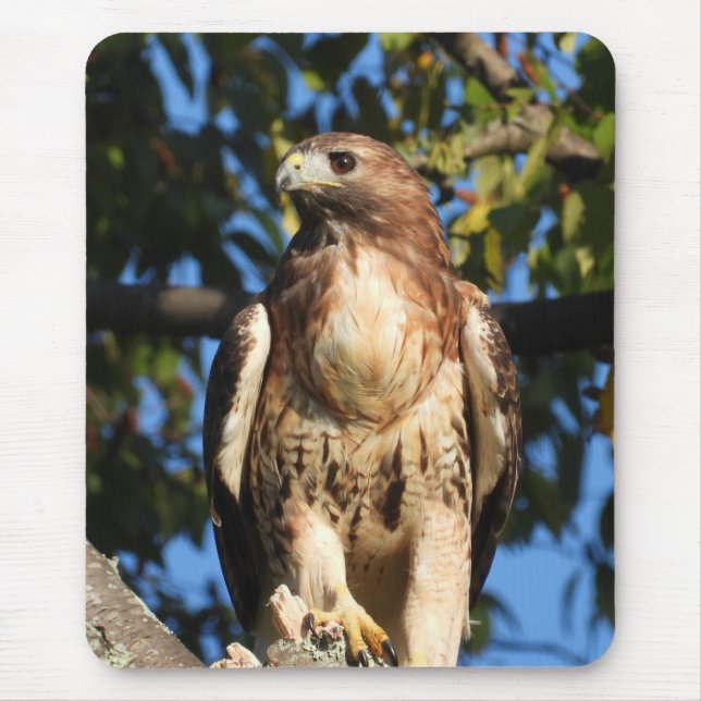 Majestic Red Tails Hawk Musmatta (Framsidan)