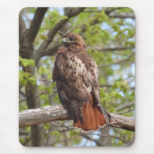 Majestic Red Tails Hawk Musmatta (Framsidan)