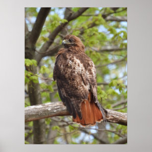 Majestic Red Tails Hawk Poster