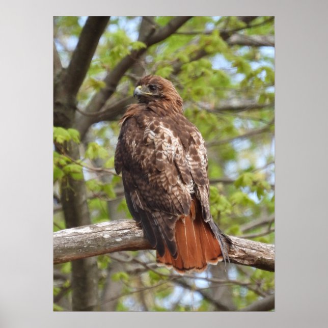 Majestic Red Tails Hawk Poster (Framsidan)