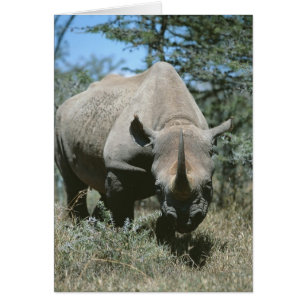 Majestic Rhino Hälsningskort
