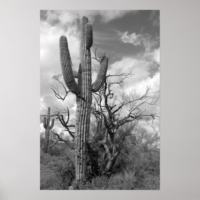 Majestic Saguaro Cactus (b/w) Poster (Framsidan)