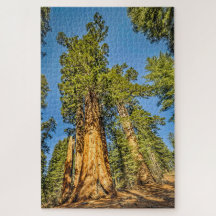 Majestic Sequoia Träd