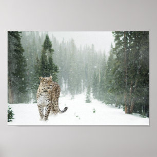 Majestic Snö Leopard i Snö Poster
