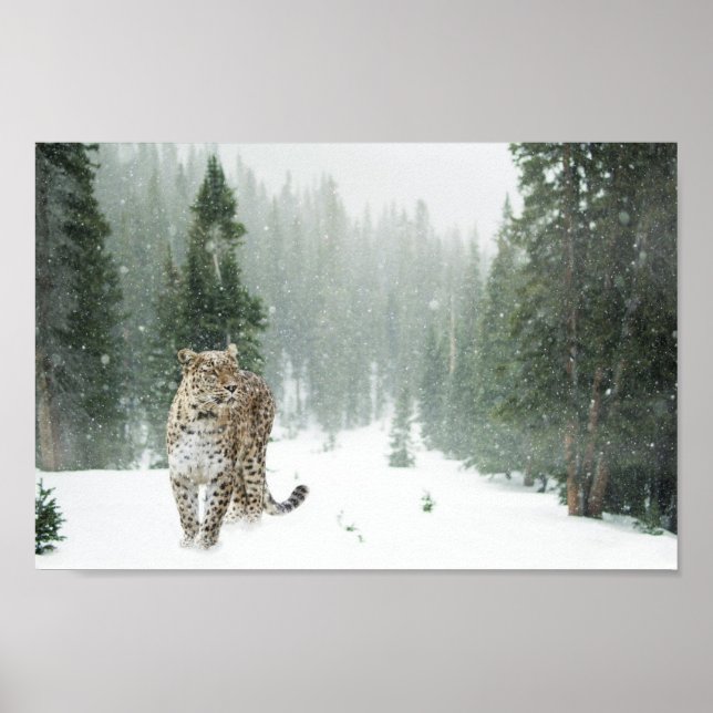 Majestic Snö Leopard i Snö Poster (Framsidan)