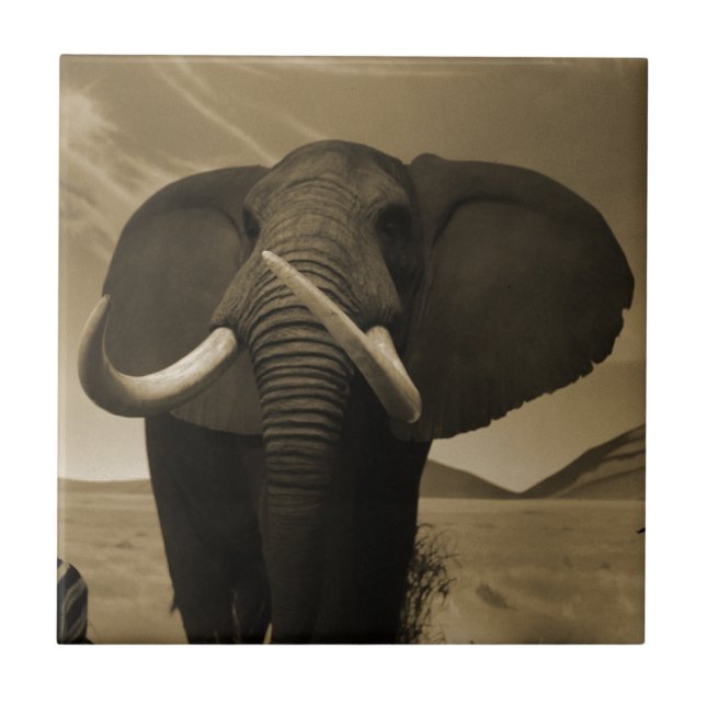 Majestic Stature Kakelplatta (Framsidan)