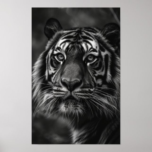 Majestic Tiger Porträtt Fine Art Poster (Framsidan)