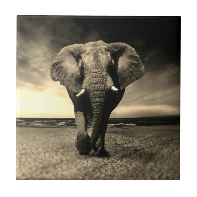 Majestic Vild Bull Elephant i Sepia Kakelplatta (Framsidan)