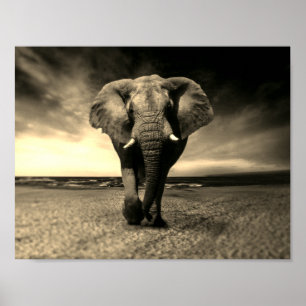 Majestic Vild Bull Elephant i Sepia Poster
