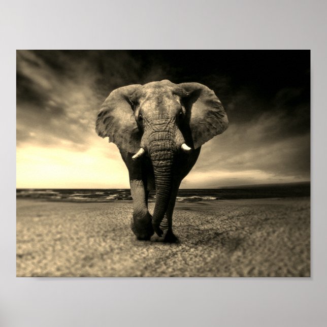 Majestic Vild Bull Elephant i Sepia Poster (Framsidan)