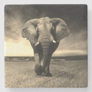 Majestic Vild Bull Elephant i Sepia Stenunderlägg