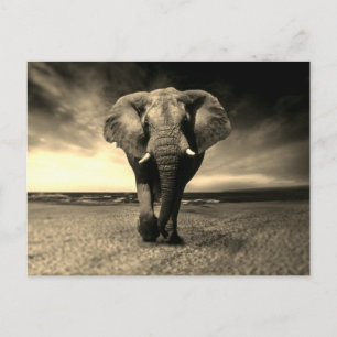 Majestic Vild Bull Elephant i Sepia Vykort