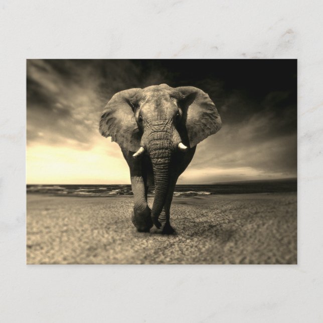 Majestic Vild Bull Elephant i Sepia Vykort (Framsida)
