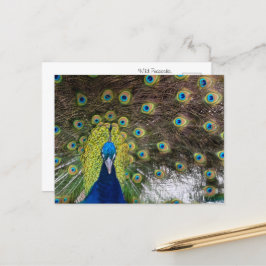 Majestic Vild Peacock on Cozumel Vykort