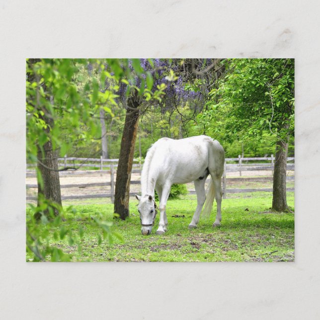Majestic White Horse Vykort (Framsida)