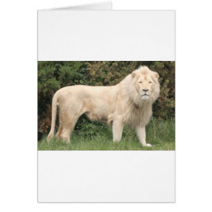 Majestic White Lejon Hälsningskort