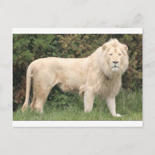 Majestic White Lejon Vykort