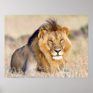 Majestisk lejon foto av vilda djur poster