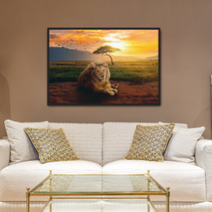 Majestisk Lejon i Afrika vid solnedgång Poster