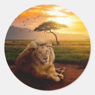 Majestisk Lejon i Afrika vid solnedgång Runt Klistermärke