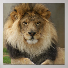 MAJESTISK LEJON POSTER