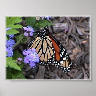 Majestisk monarch poster